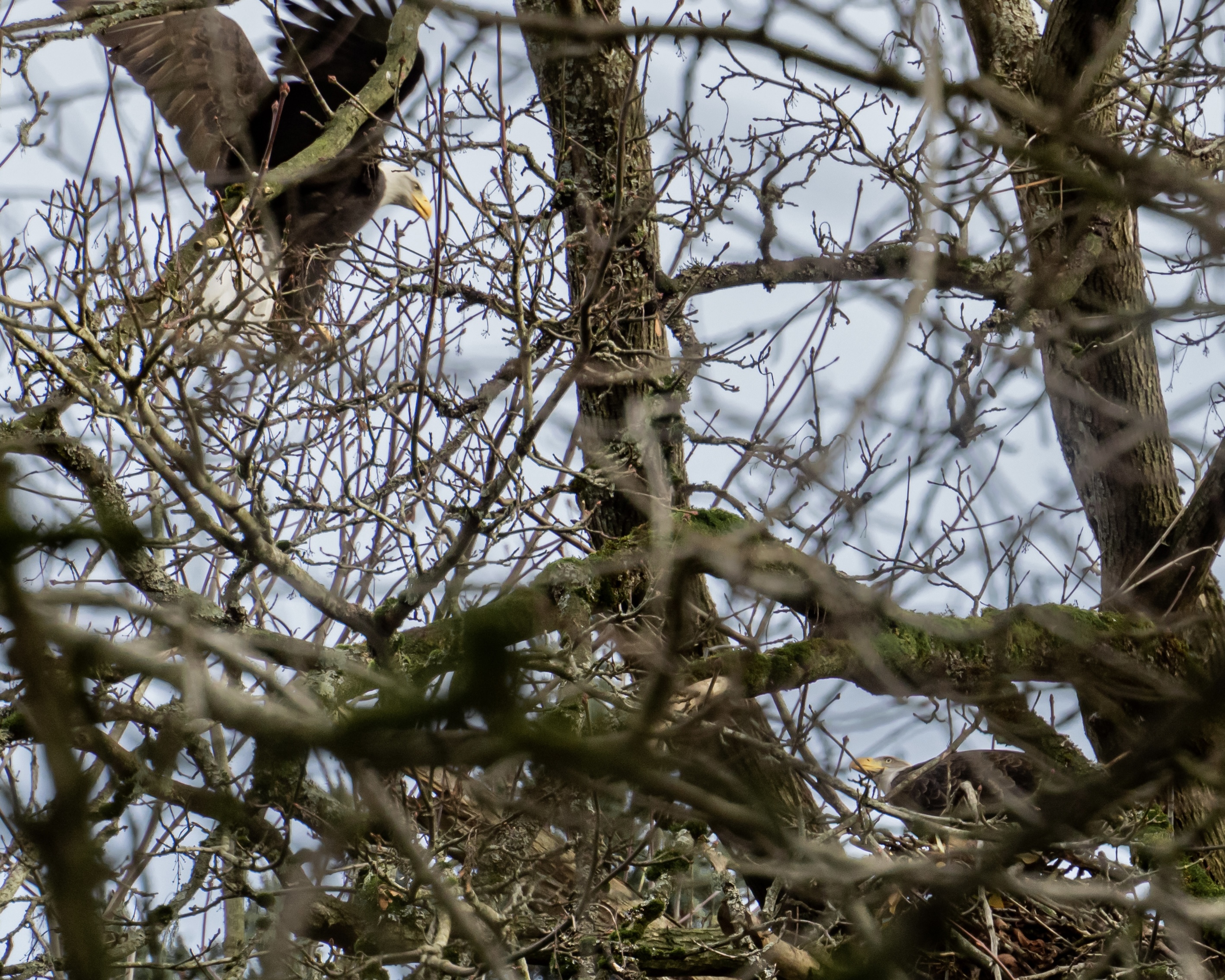 Bald Eagle