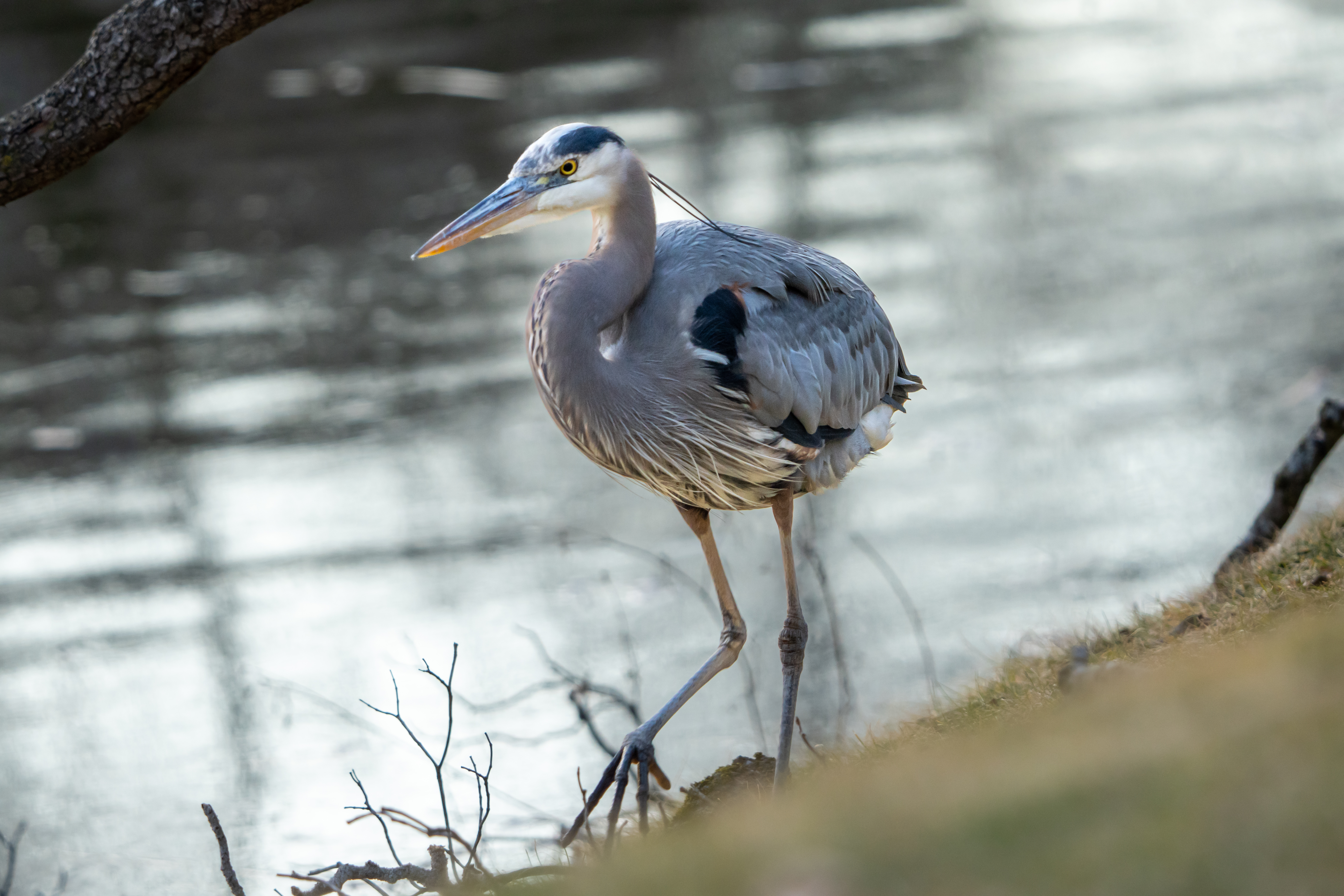 Great Blue Heron