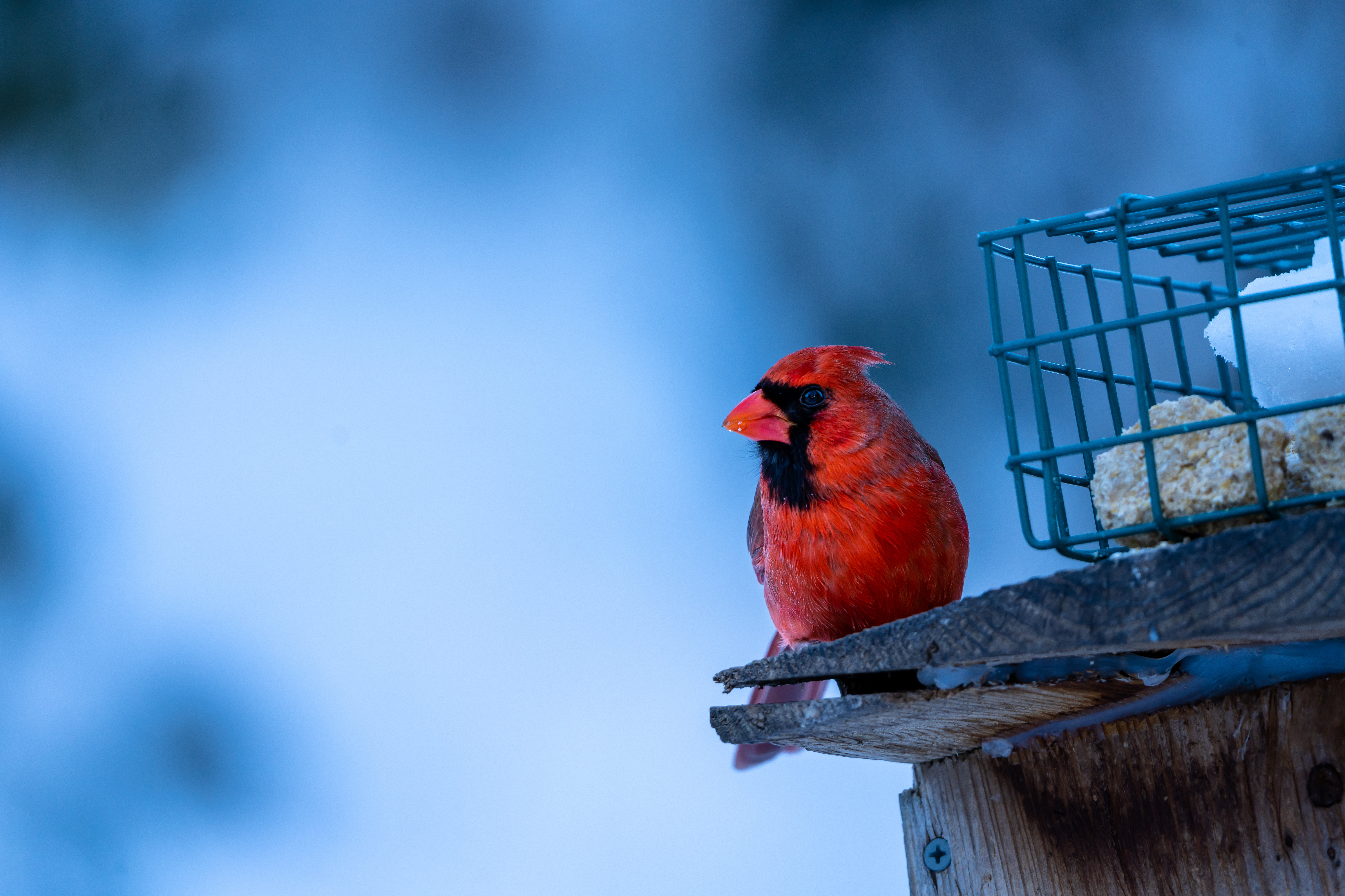 Northern Cardinal