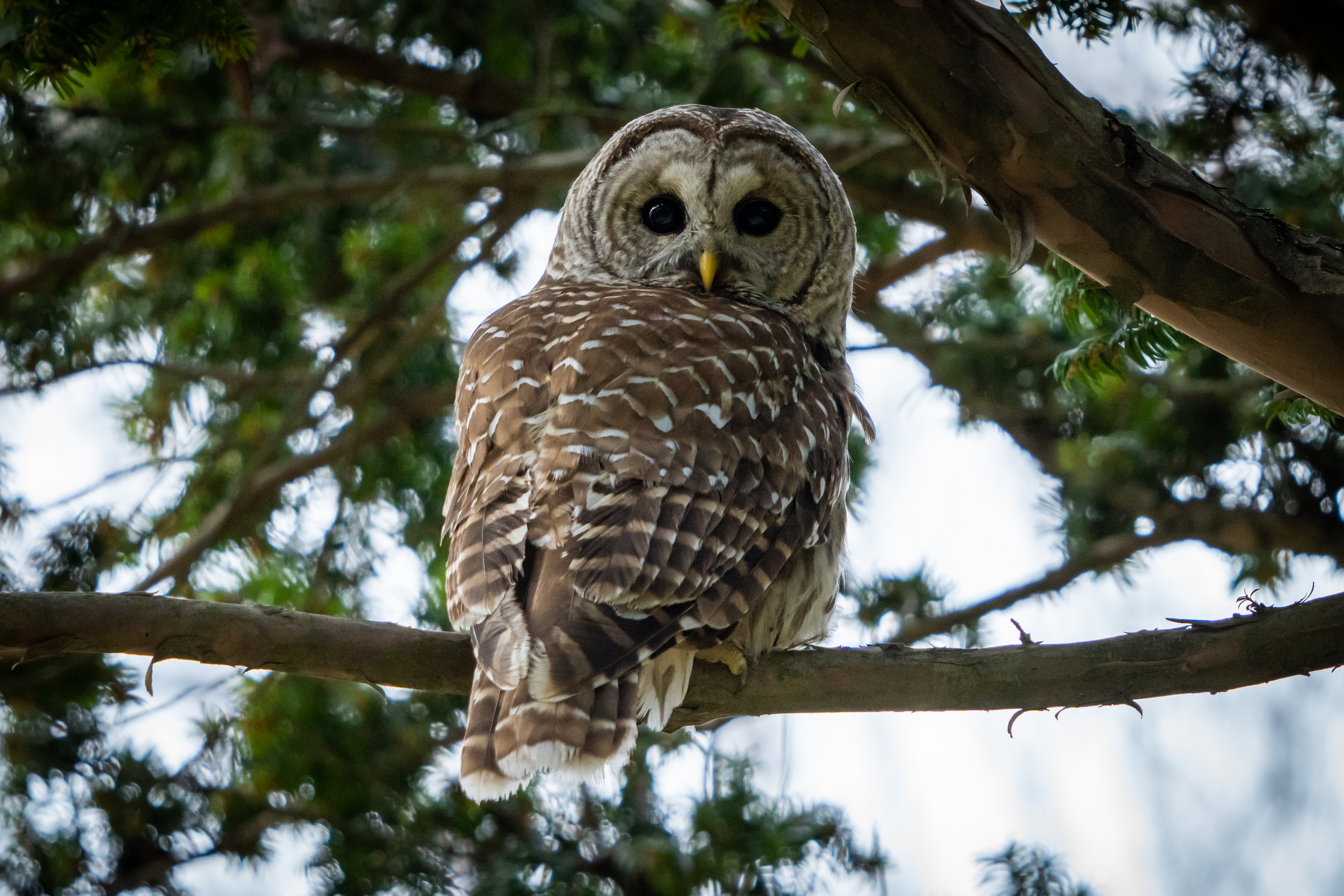 Barred Owl