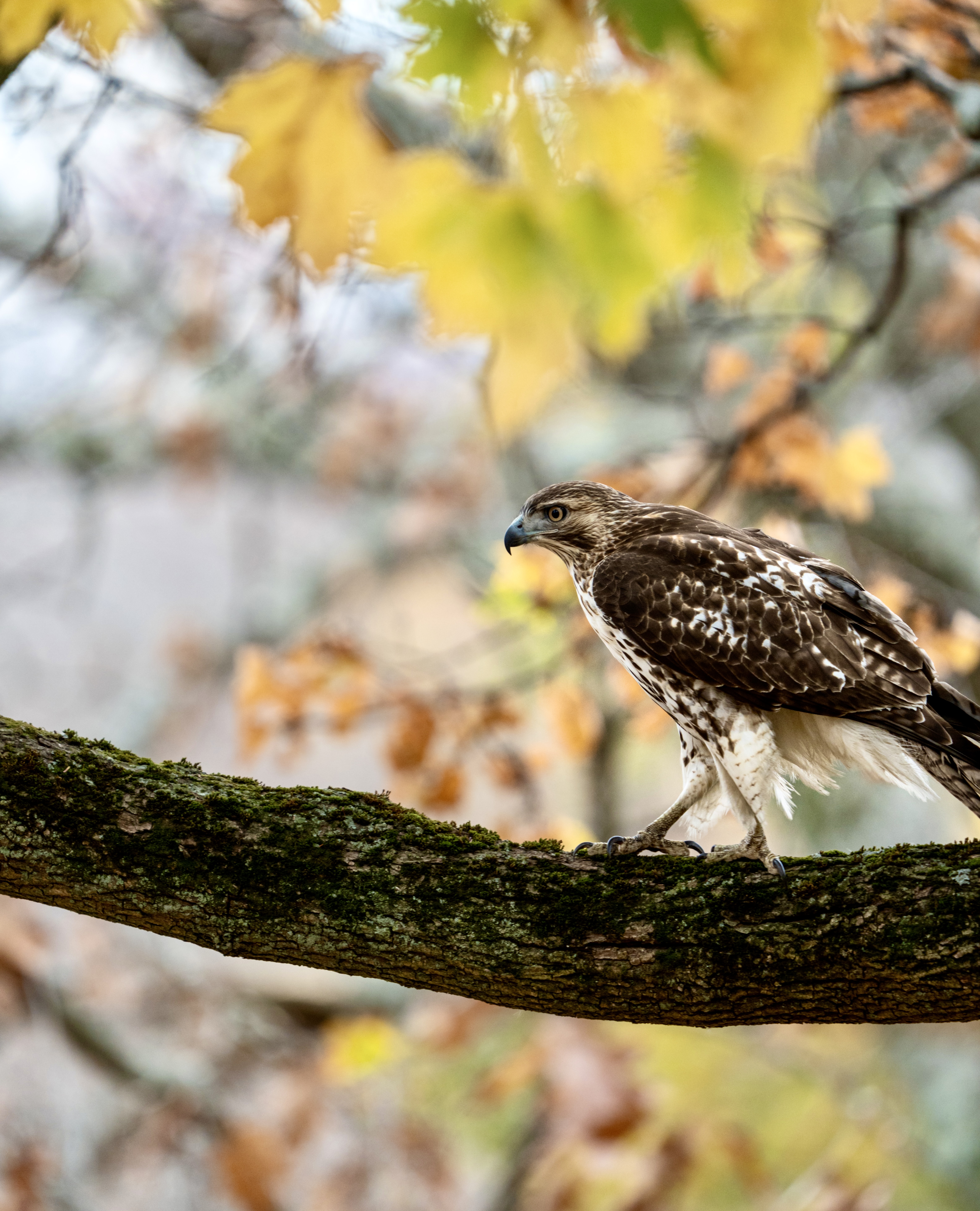 Red-Tailed Hawk