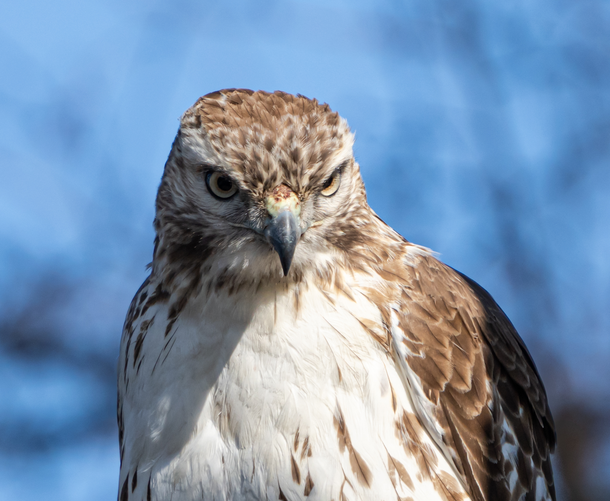 Red-Tailed Hawk