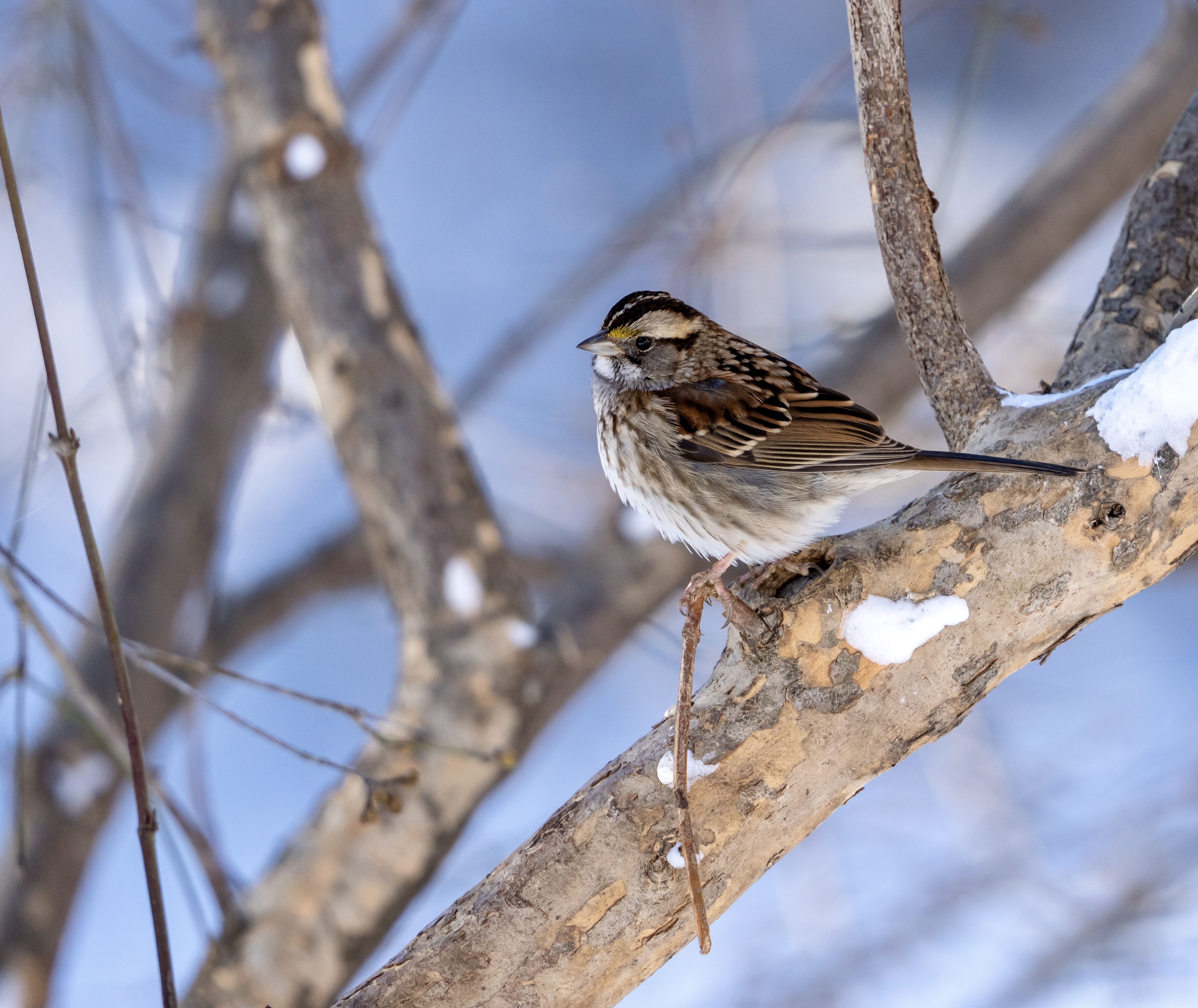 White-throated Sparrow
