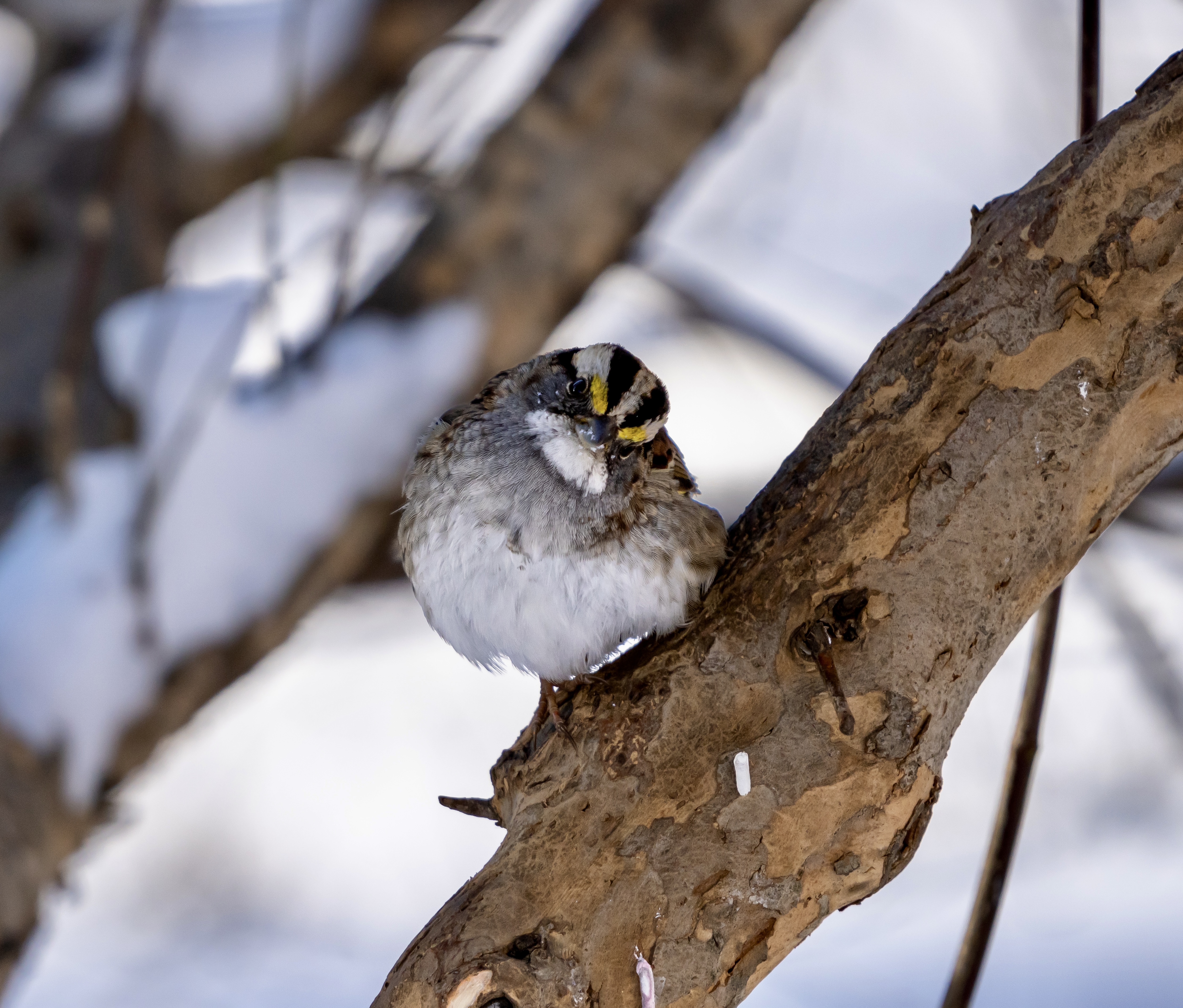 White-throated Sparrow