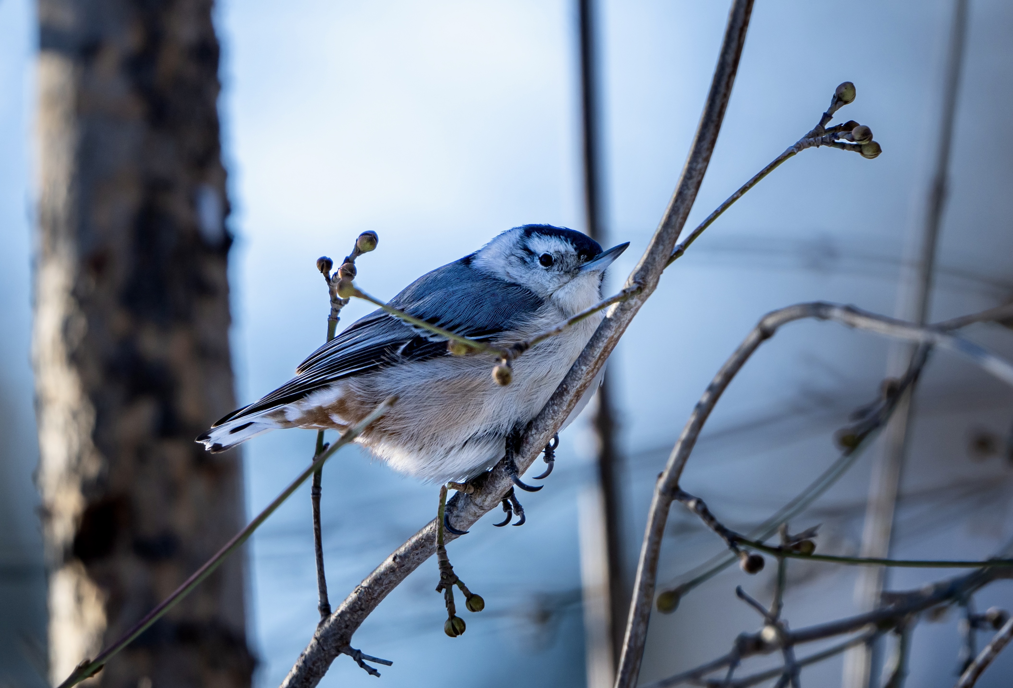 White-Breasted Nuthatch