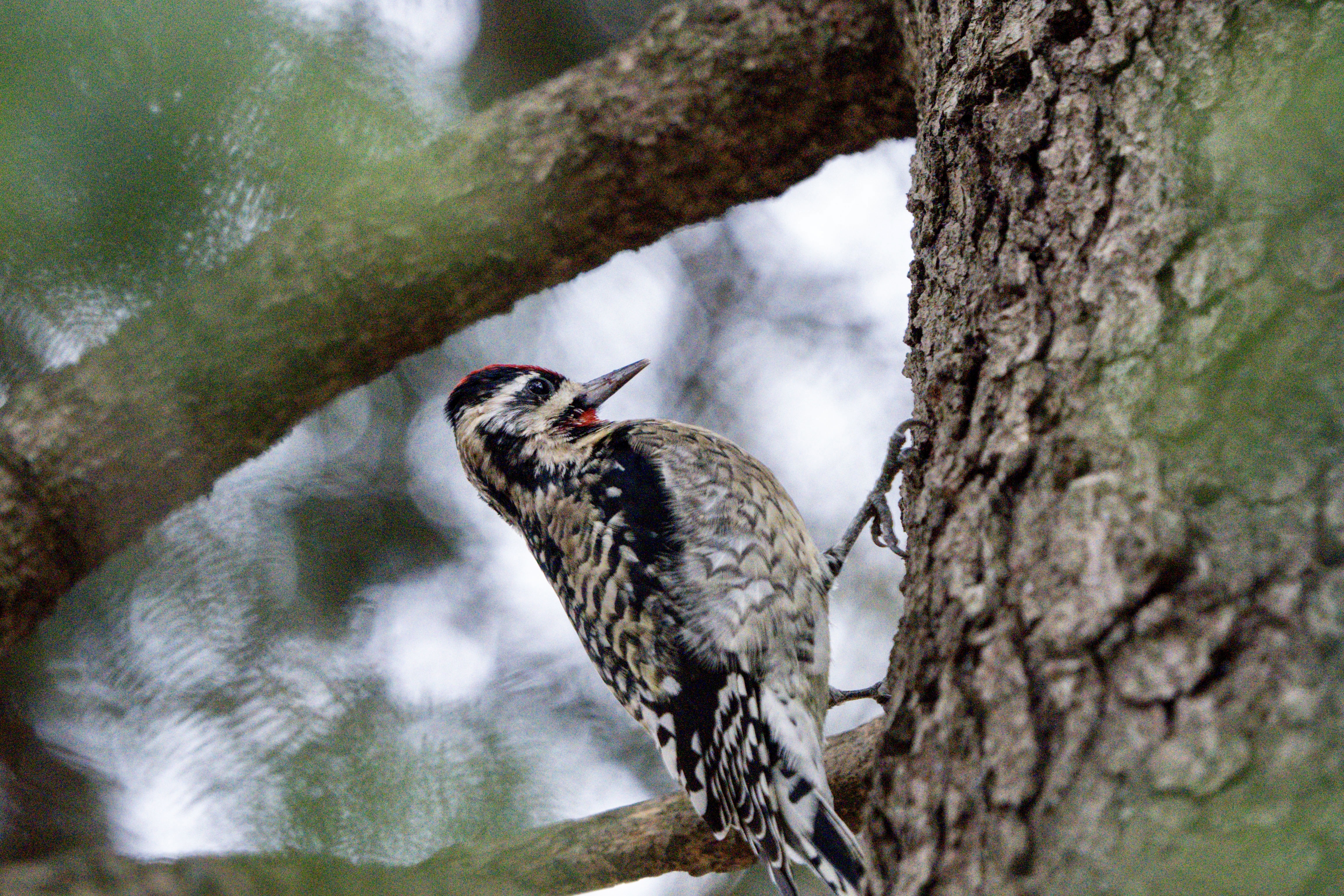 Woodpecker
